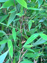 Fargesia Green Sentinel - Gräserwelten